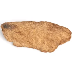 Australian Brown Mallee Burl Cap 2 kg 4 kg