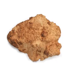 Australian Brown Mallee Burl Cap 1 kg 2 kg
