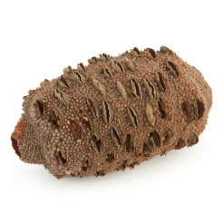 Banksia Pod Medium
